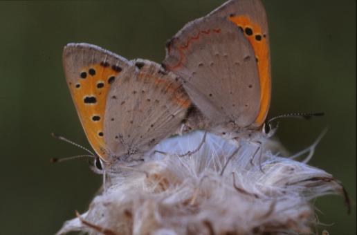 Free Stock Photo of BUTTERFLY