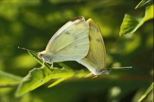 Free Stock Photo of BUTTERFLY