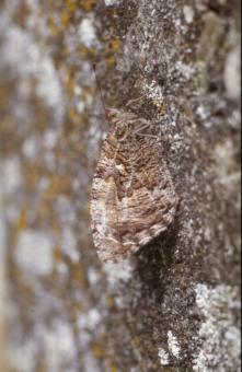 Free Stock Photo of BUTTERFLY