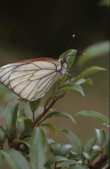 Free Stock Photo of BUTTERFLY