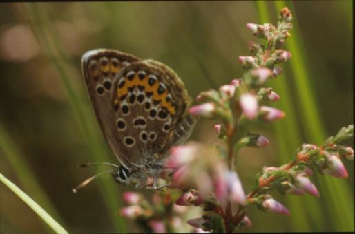 Free Stock Photo of BUTTERFLY