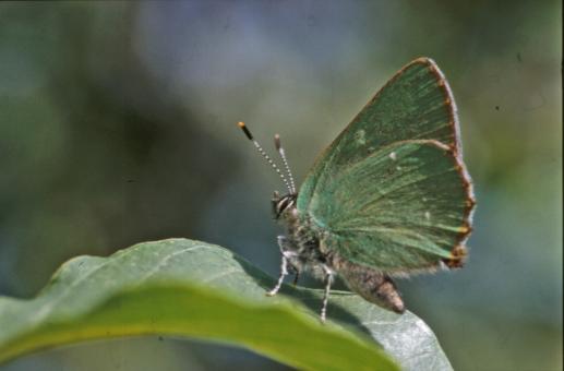Free Stock Photo of BUTTERFLY