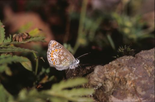 Free Stock Photo of BUTTERFLY