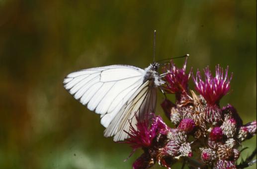 Free Stock Photo of BUTTERFLY