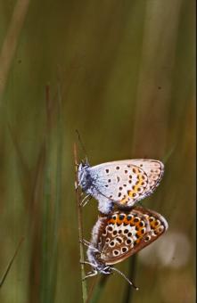 Free Stock Photo of BUTTERFLY