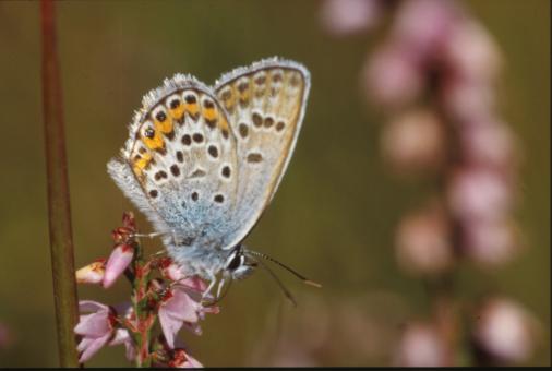 Free Stock Photo of BUTTERFLY