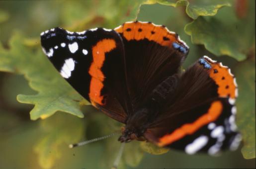 Free Stock Photo of BUTTERFLY