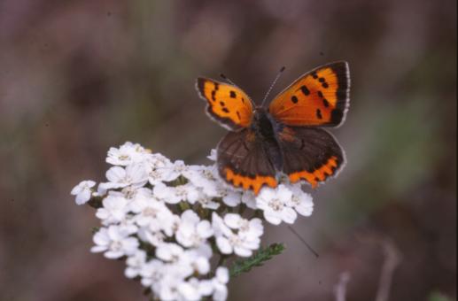 Free Stock Photo of BUTTERFLY