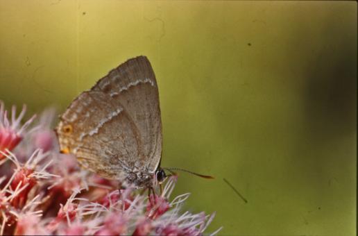 Free Stock Photo of BUTTERFLY