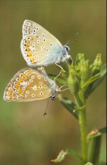 Free Stock Photo of BUTTERFLY