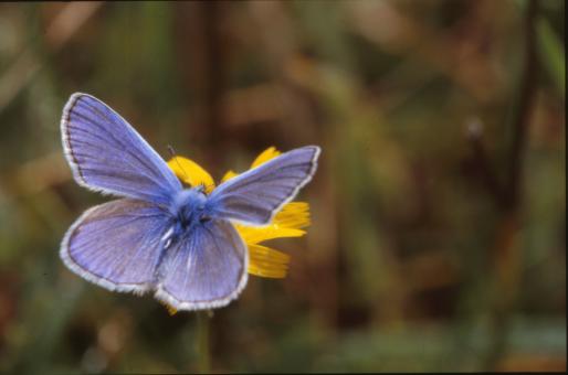 Free Stock Photo of BUTTERFLY