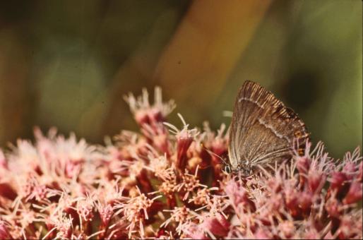 Free Stock Photo of BUTTERFLY