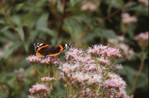 Free Stock Photo of BUTTERFLY