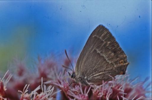 Free Stock Photo of BUTTERFLY