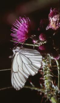 Free Stock Photo of BUTTERFLY