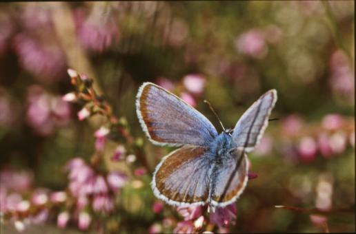 Free Stock Photo of BUTTERFLY