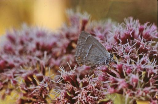 Free Stock Photo of BUTTERFLY