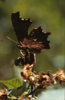 Free Stock Photo of BUTTERFLY