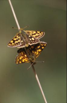 Free Stock Photo of BUTTERFLY