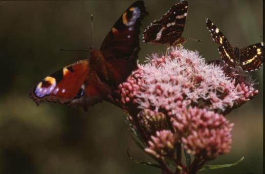 Free Stock Photo of BUTTERFLY