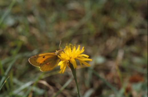 Free Stock Photo of BUTTERFLY
