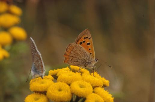 Free Stock Photo of BUTTERFLY