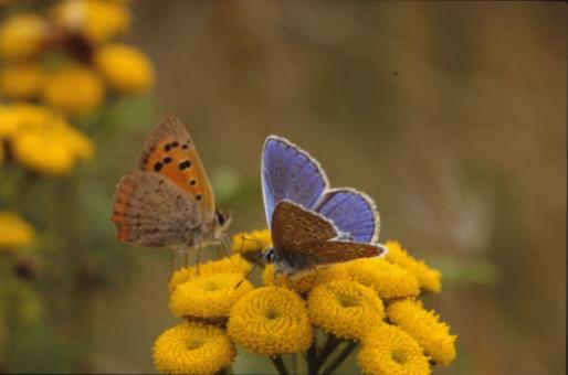 Free Stock Photo of BUTTERFLY