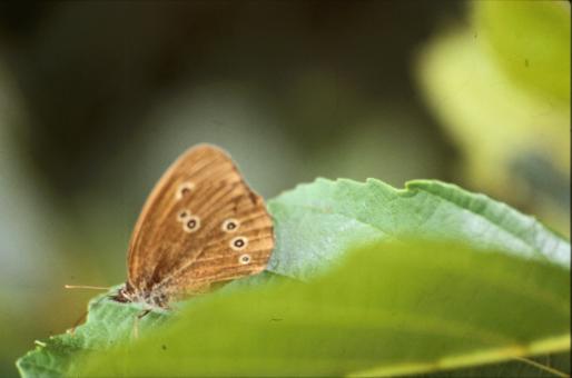 Free Stock Photo of BUTTERFLY