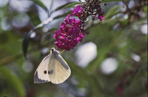 Free Stock Photo of BUTTERFLY