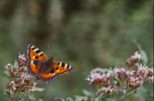 Free Stock Photo of BUTTERFLY