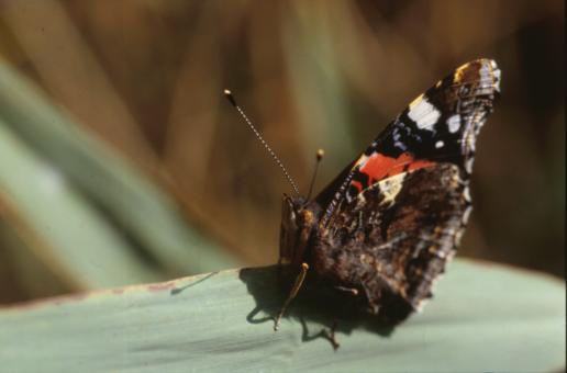 Free Stock Photo of BUTTERFLY
