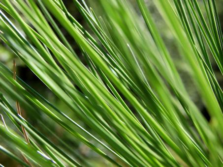 Free Stock Photo of Conifer Needles