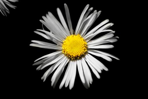 Free Stock Photo of Sunflower on Black