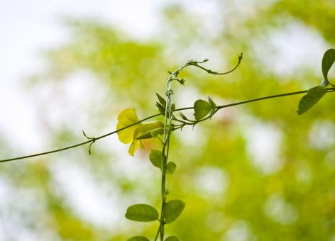 Free Stock Photo of Yellow Flower