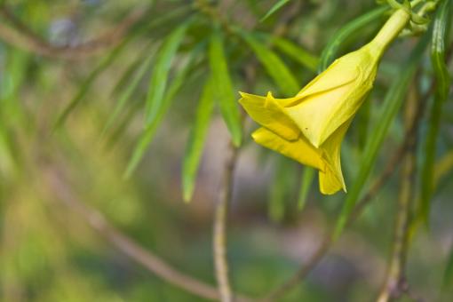 Free Stock Photo of Yellow Flower