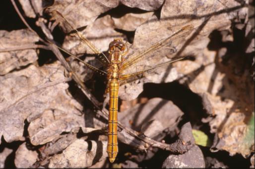 Free Stock Photo of DRAGONFLY