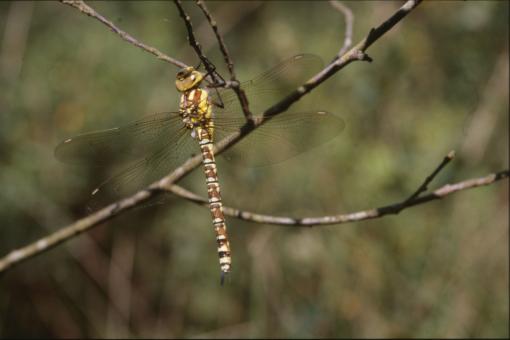 Free Stock Photo of DRAGONFLY