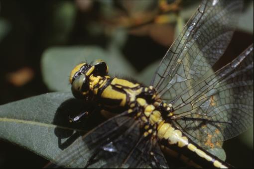 Free Stock Photo of DRAGONFLY