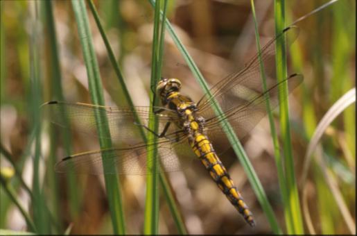 Free Stock Photo of DRAGONFLY