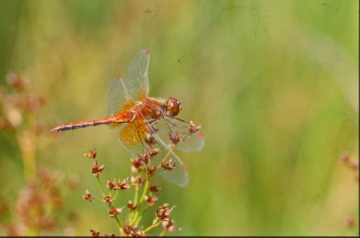 Free Stock Photo of DRAGONFLY