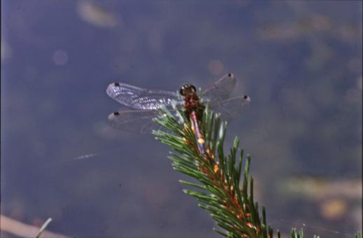 Free Stock Photo of DRAGONFLY