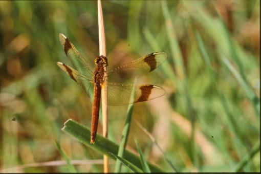 Free Stock Photo of DRAGONFLY