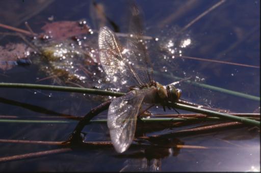 Free Stock Photo of DRAGONFLY