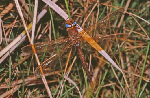 Free Stock Photo of DRAGONFLY