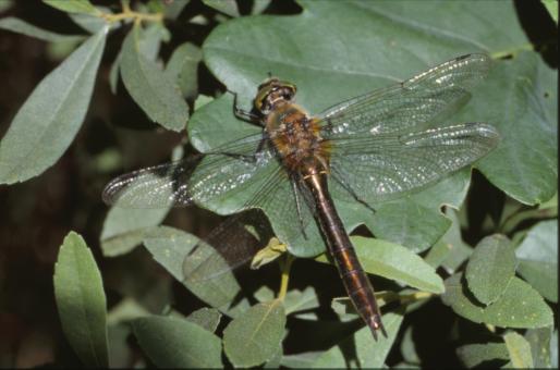 Free Stock Photo of DRAGONFLY