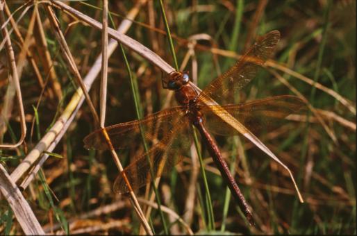 Free Stock Photo of DRAGONFLY