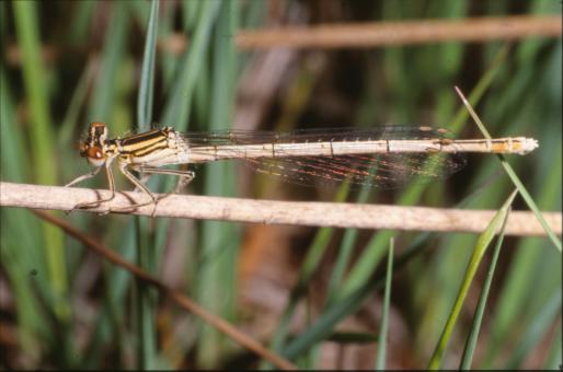 Free Stock Photo of DRAGONFLY