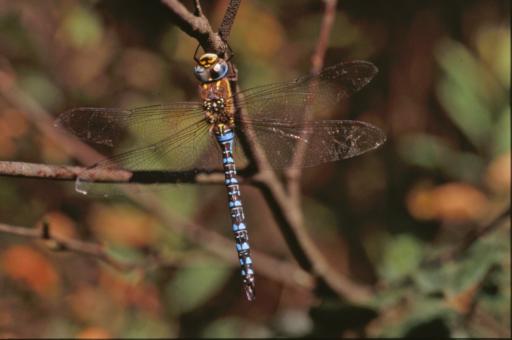 Free Stock Photo of DRAGONFLY