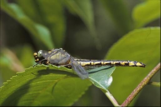 Free Stock Photo of DRAGONFLY