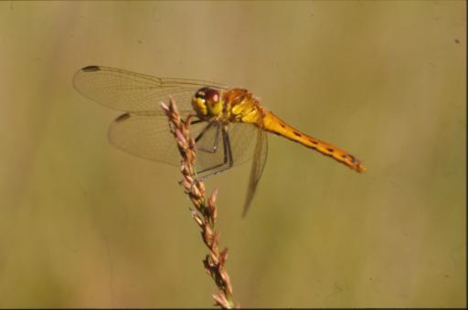 Free Stock Photo of DRAGONFLY